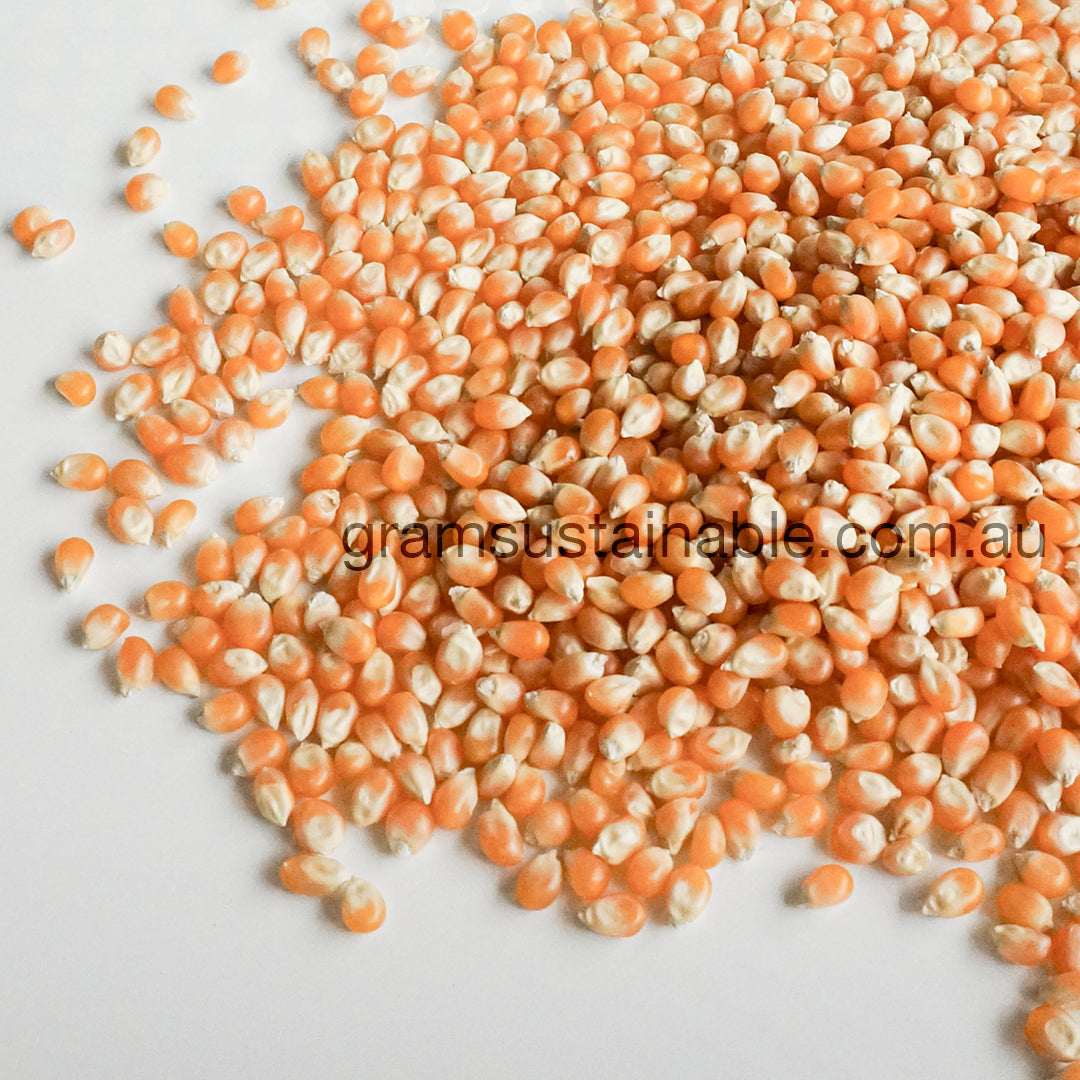 Popcorn Kernels Australian Gram Sustainable