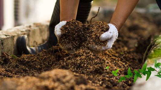 Home Composting 101: A Simple Guide