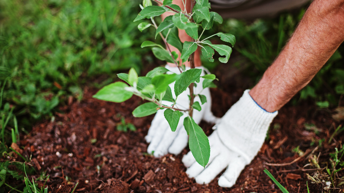 How to make a natural garden fertiliser