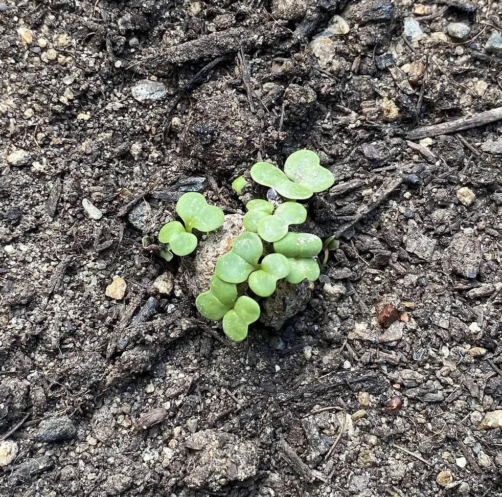  SEED BALLS - Leafy Greens